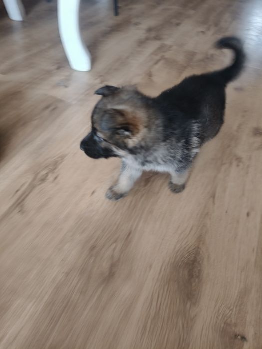 Щенки немецкой овчарки