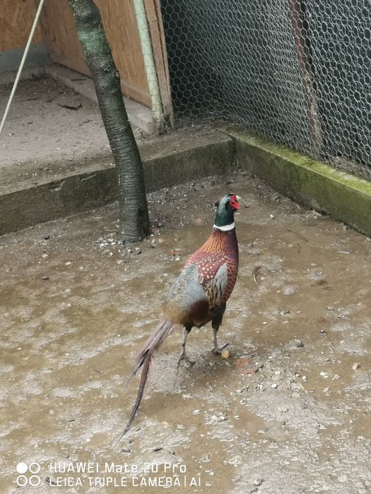 Vând motate olandeze. 2 cocoși + 2 gaini , și un fazan comun