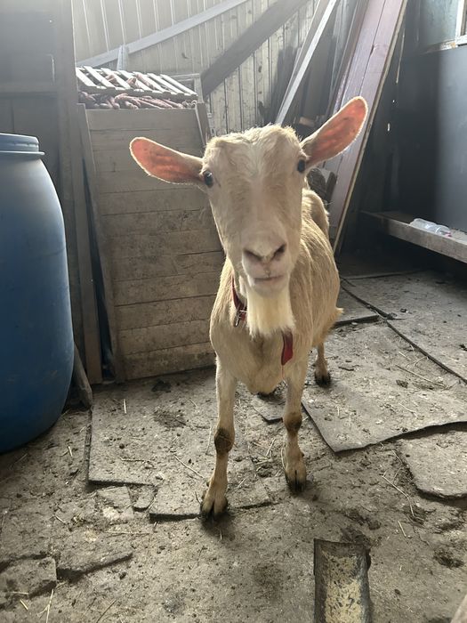 Capra Sannen cu iezi