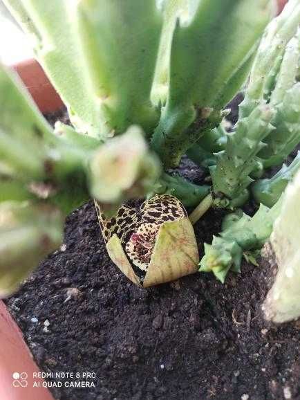 Цъфтящи сукуленти