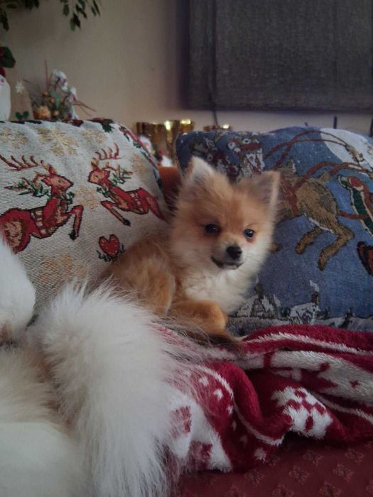 Продавам мини шпицове