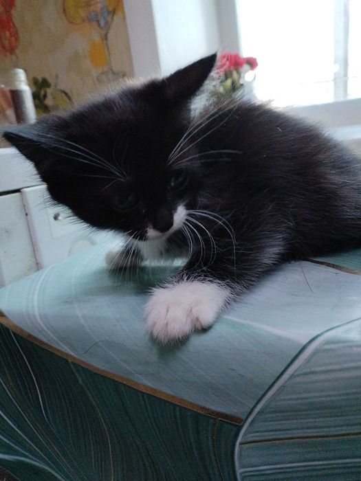 Отдам даром котёнка