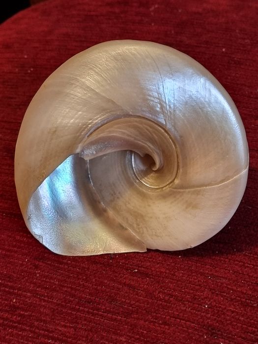 Scoica,cochilie Gigant Trochus Niloticus,sidef natural polizat(11cm)