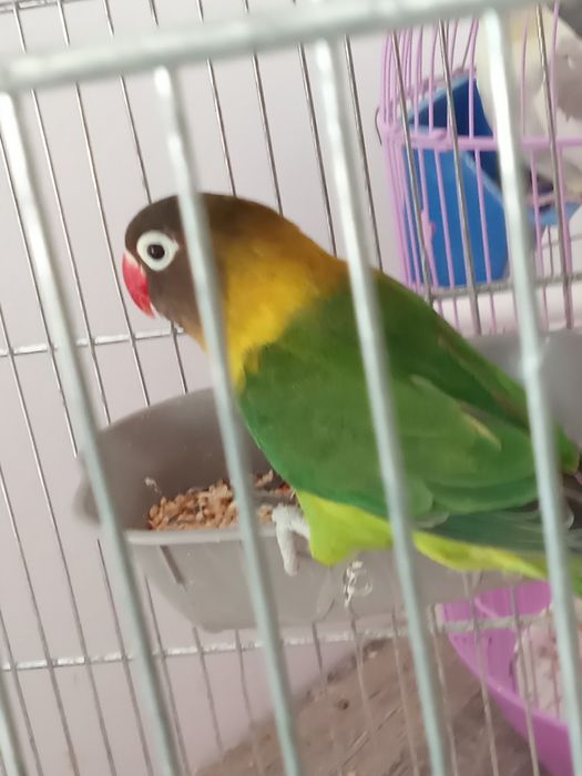 O pereche de agapornis cu capul negru