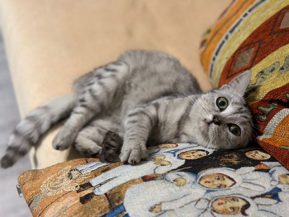 Кошечка ищет дом