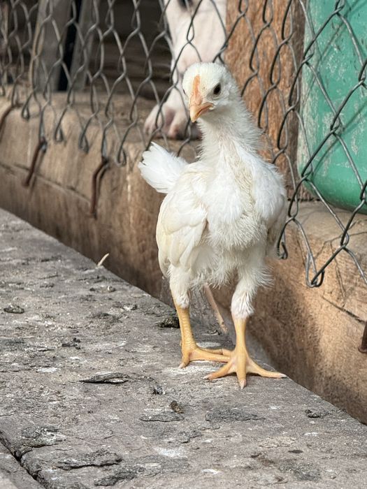 Pui leghorn alb