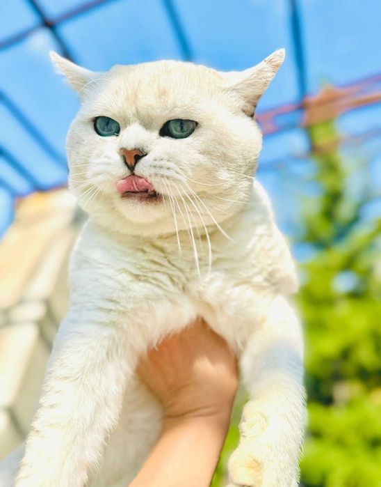 Британский котёнок