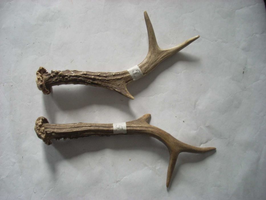 Coarne de Caprioara - Caprior