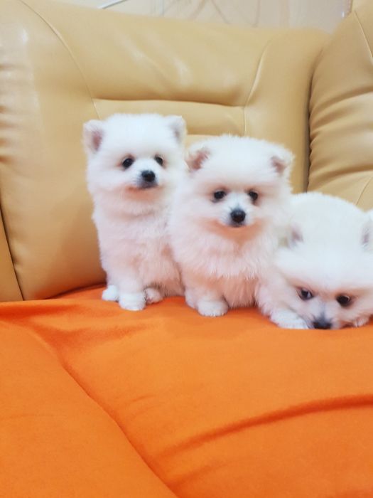 Померан померанчета Гр. София