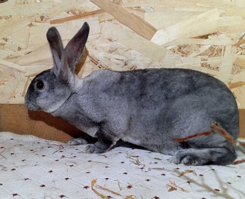 Кролики Рекс разных окрасов.