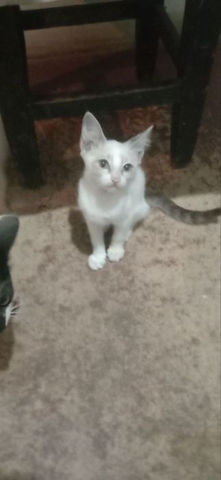 Пристраиваются только в добрые руки котята,2 месяца.