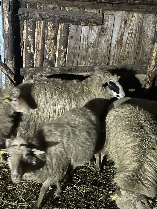 Vand berbec bun pentru prasala !