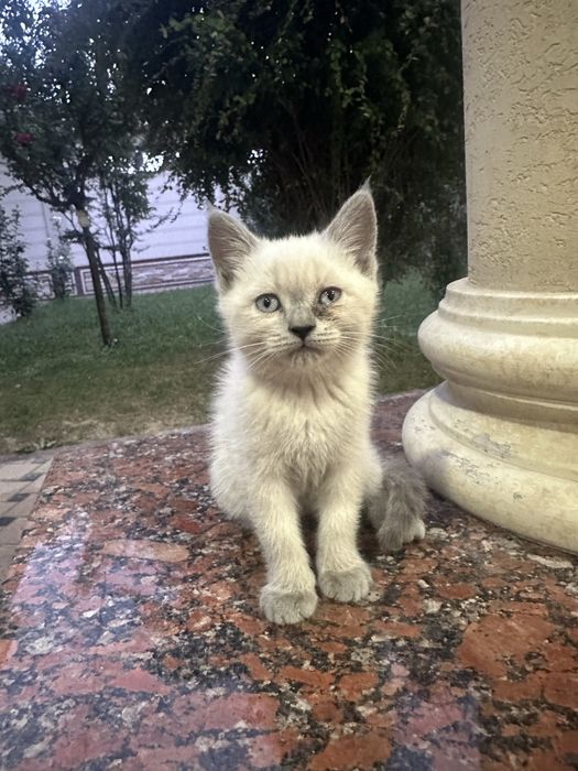 котенки скоттиш страйт