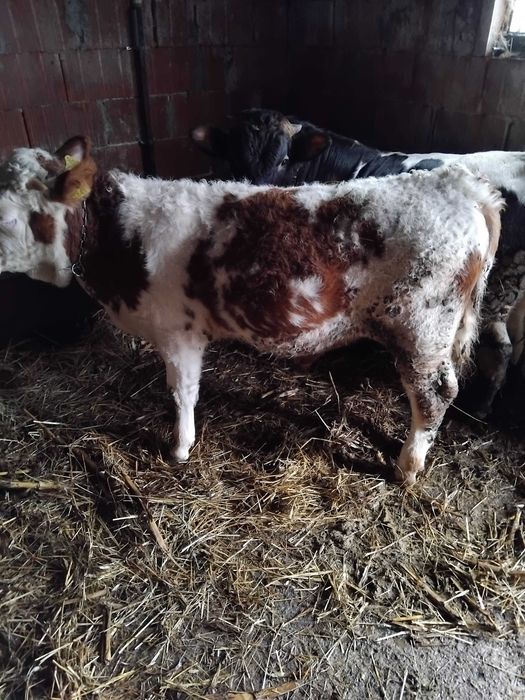 Vând șase tăurași