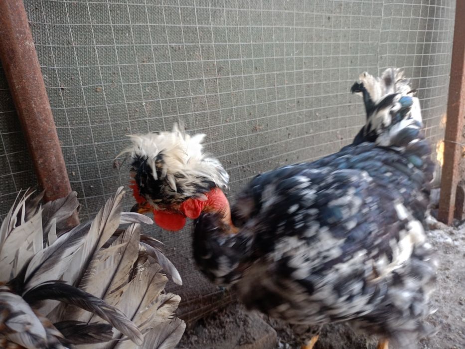 Brahma herminat deschis si B potirnichiu