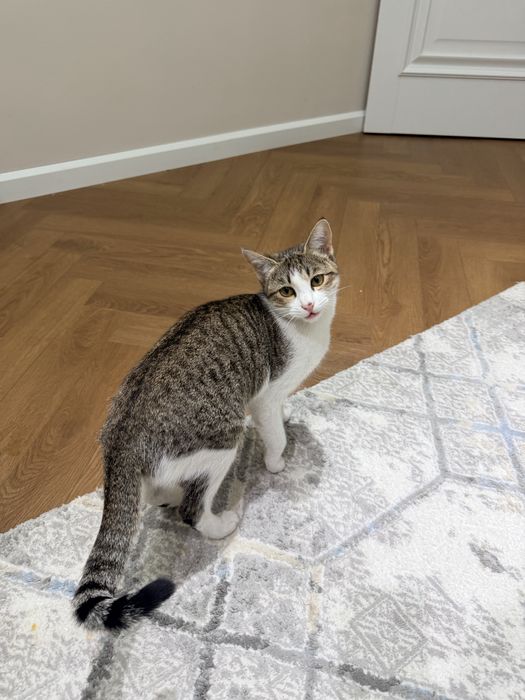 Отдам в добрые руки котенка
