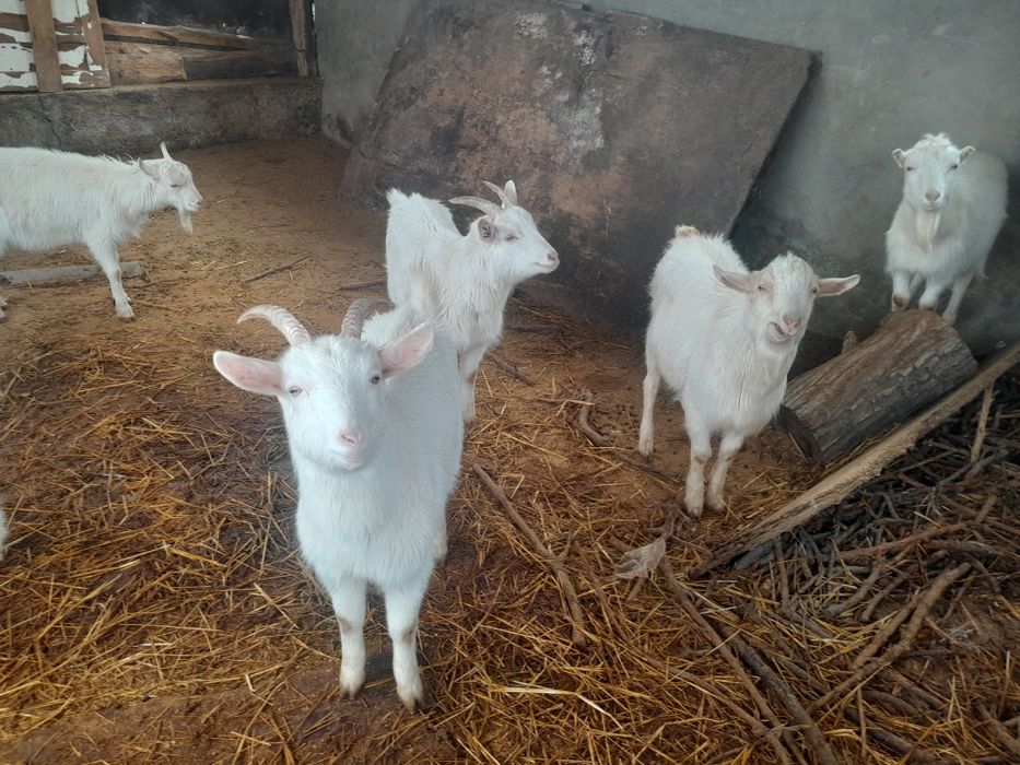 Коза Ешкi Лак 6 шт срочно