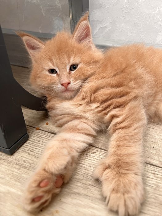 Кот Мейн Кун персиковый