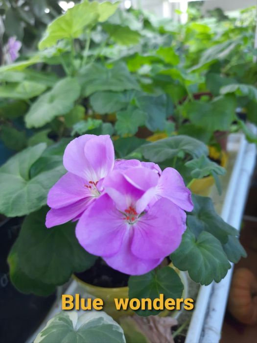 Продам сортовые герани