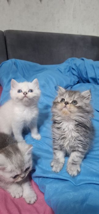 Продаются котята скотишь страйт,фолд.