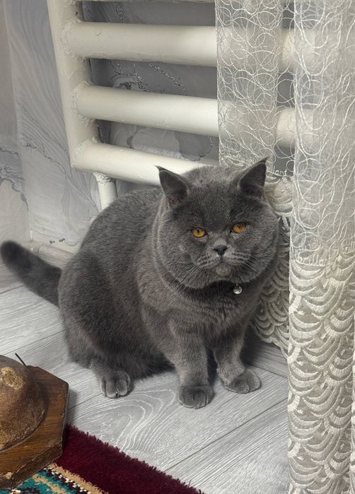 Mushuk vyazkaga  Britanski Strayt