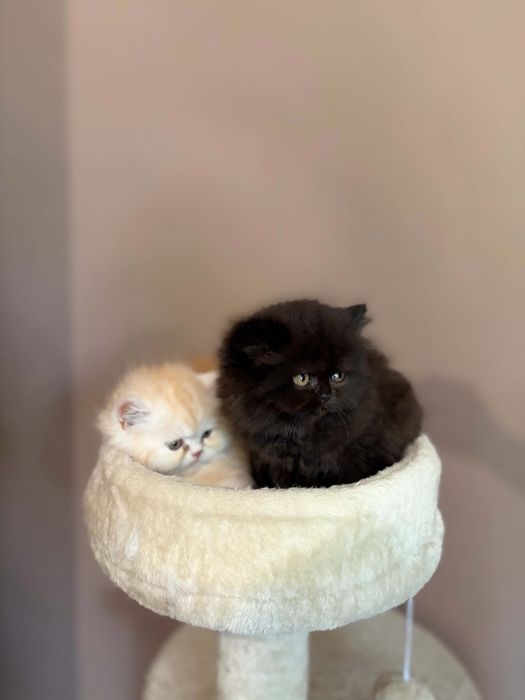 Персийски котенца