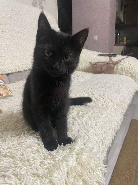 Котенок отдадим бесплатно . В добрые руки .