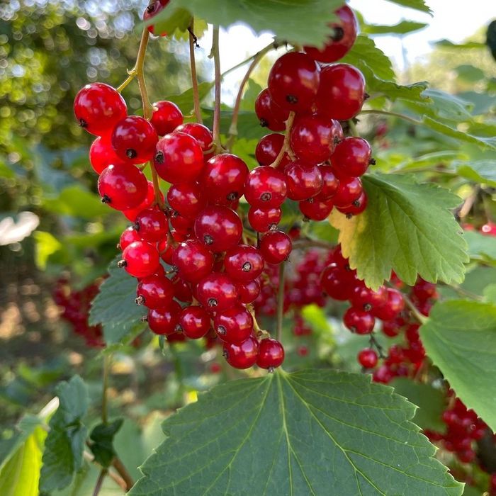 Саженцы смородины местная