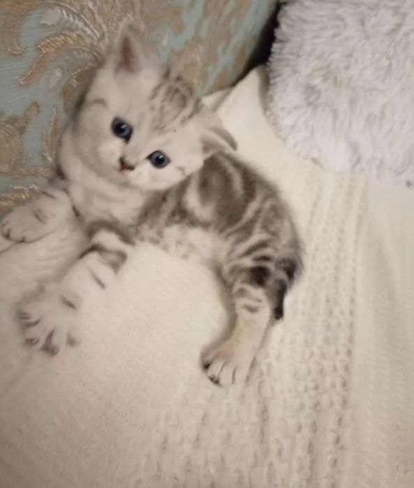 Вислоухие котята распродажа