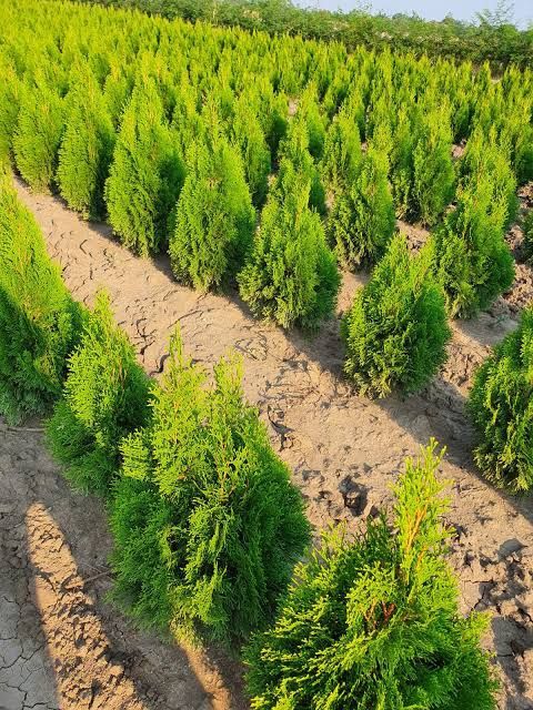 Tuia smaragd mai multe marimi