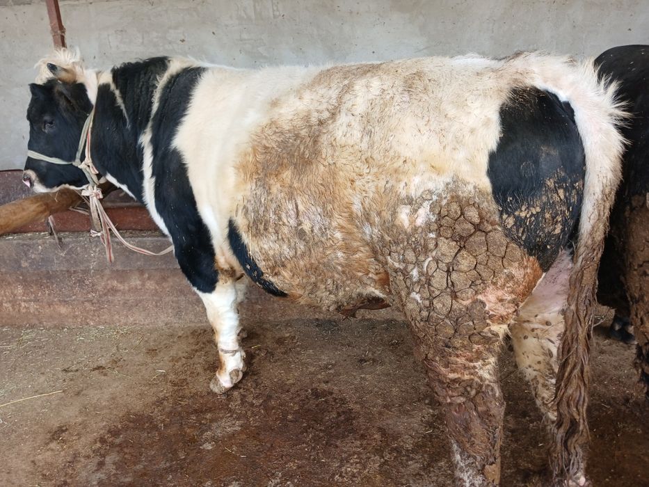 СемізОткормБұқалар