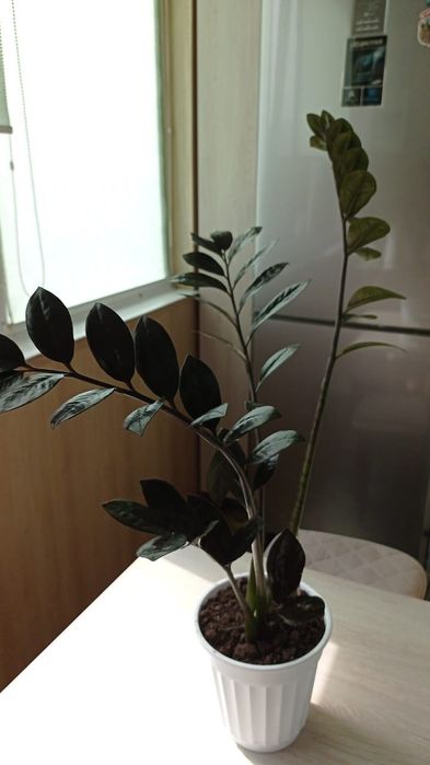 Замиокулькас. Долларовое чёрное  дерево