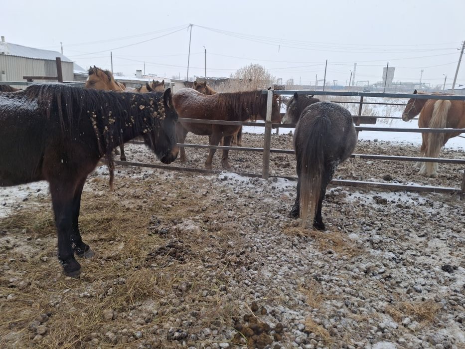 Продам лошадей. Кобылы.