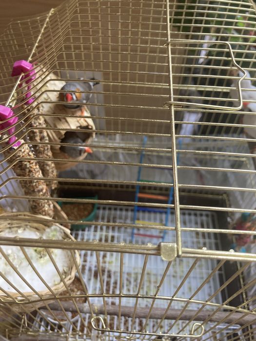 Продам амадины 4 штуки