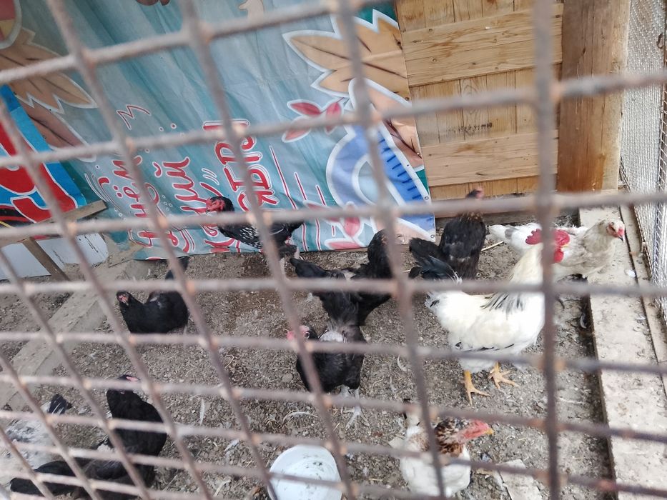 Продам куры домашние 12шт
