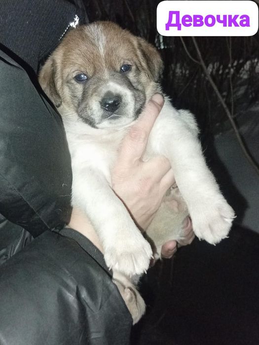 Малыши  ищут дом