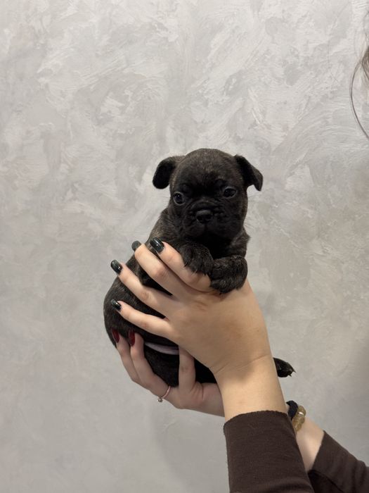 Щенки Французкого будьдога