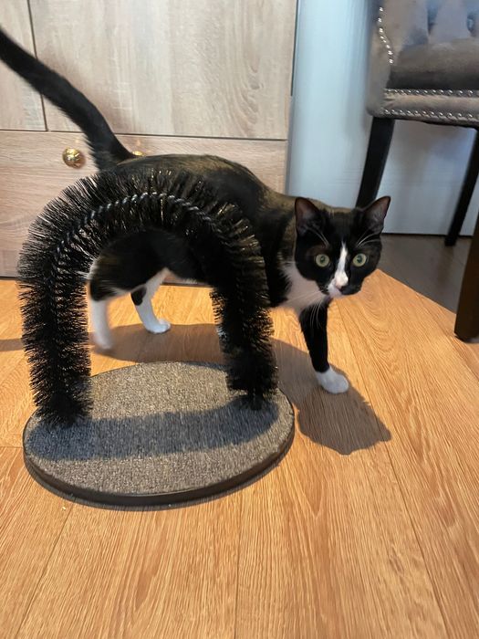 Jucărie pisici de scărpinat