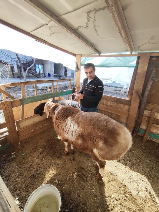 Zotdor Qo'chqor sotiladi.