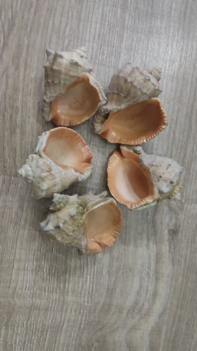 Продам ракушки рапаны