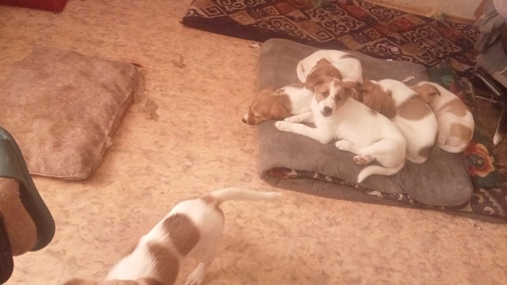 Щенков в добрые руки