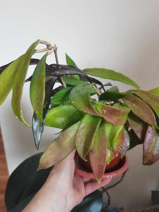 Комнатные цветы разные