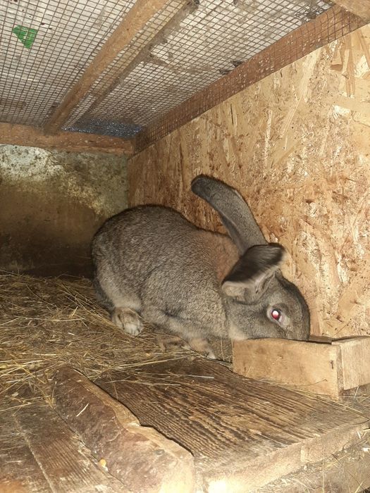 Iepuri californieni și uriaș german