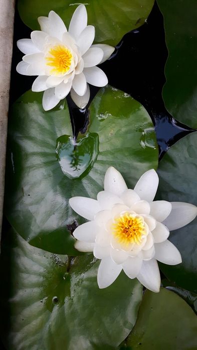 Водна лилия. .  Шафлера. Юка. Кливия.