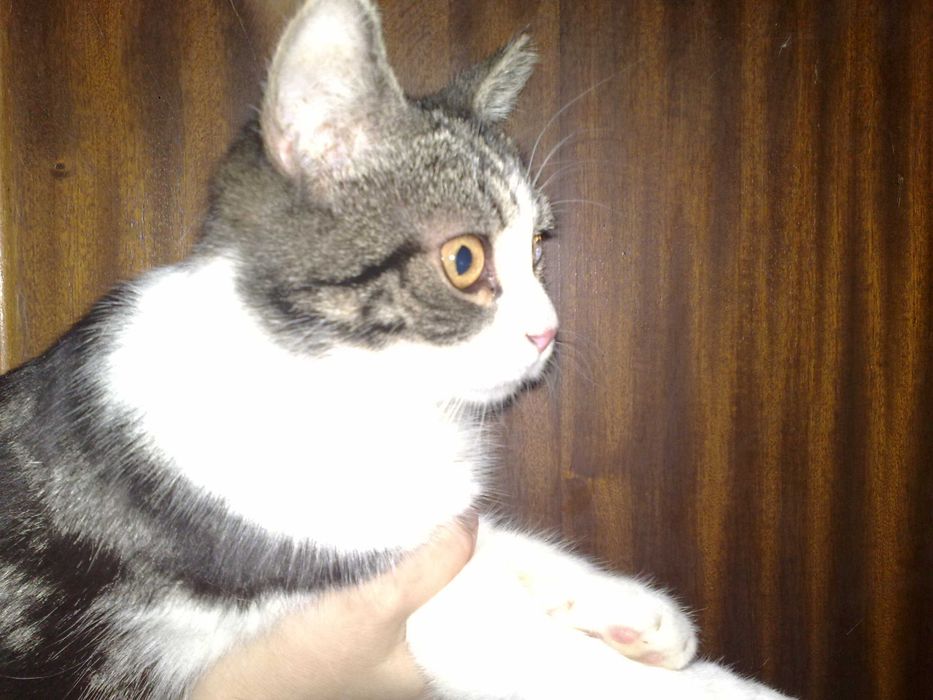 Красивый котик британец, 1 год, плоскомордый.