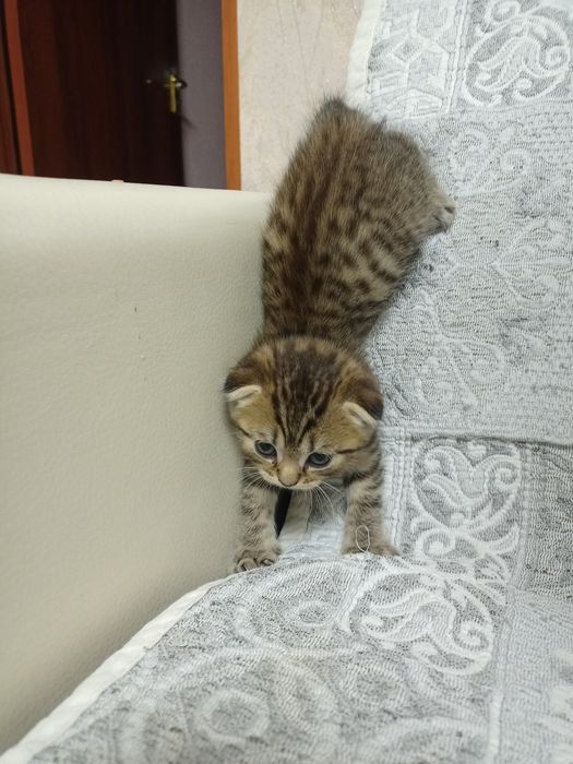 Шотландские котята