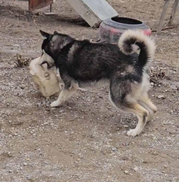 Продаётся лайка ...