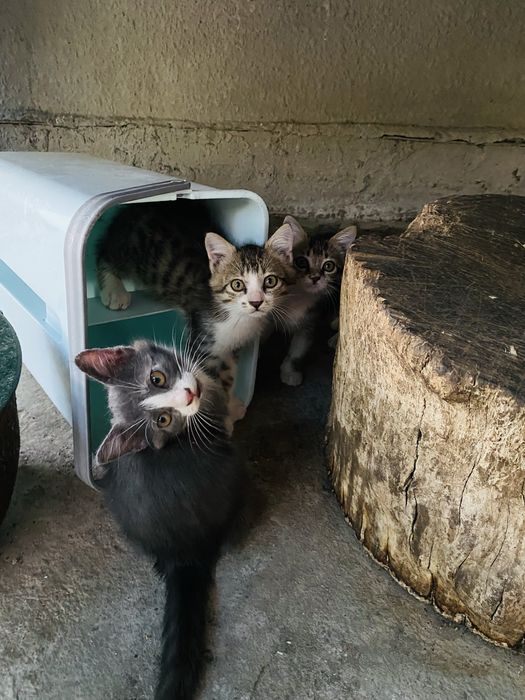 Котята в добрые руки