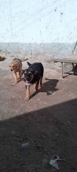 Собачку отдам в добрые руки,звоночек для дома.