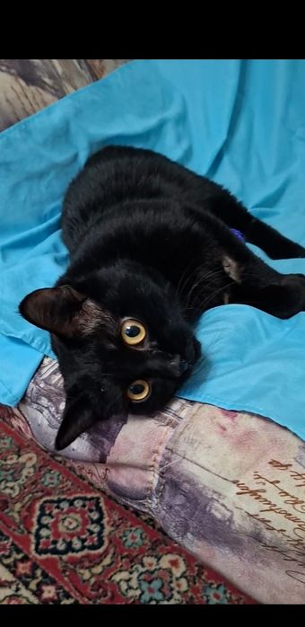 Милый добрый котик Басик в добрые руки!